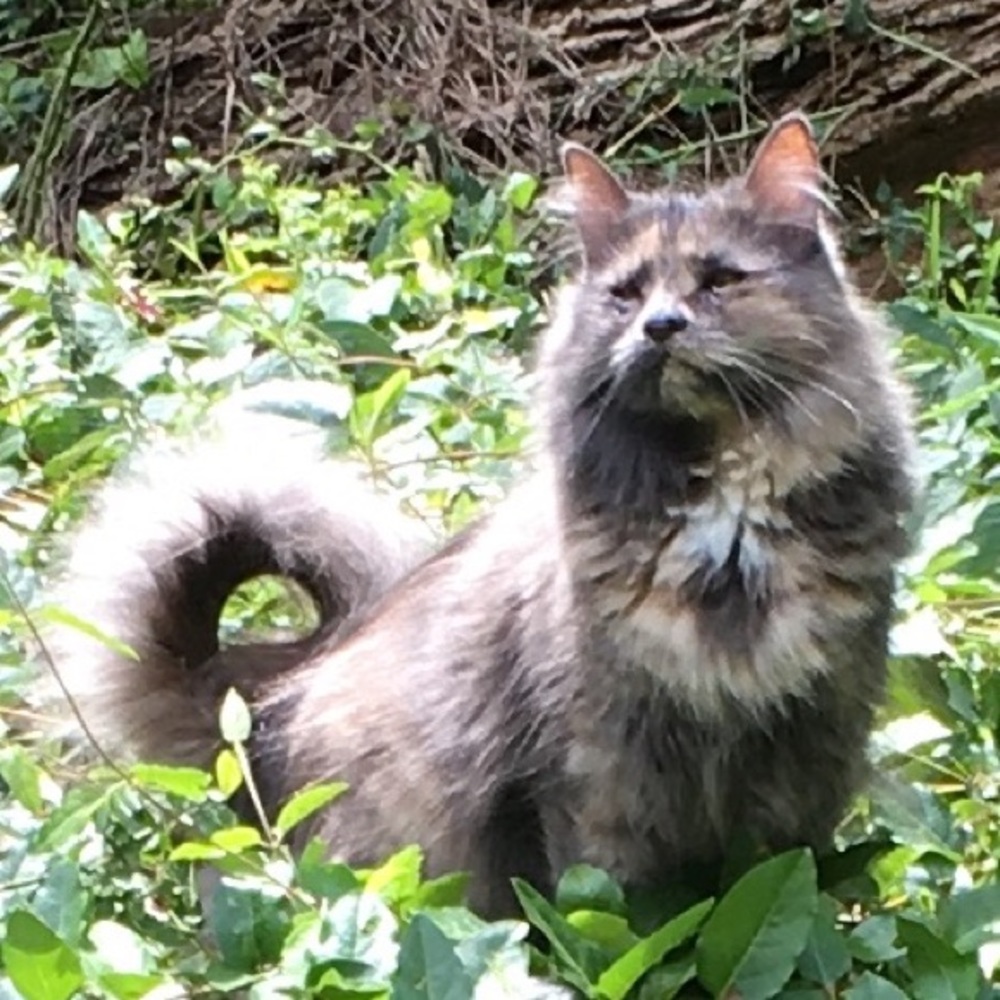 Mystie the Cat aka "Little Kitty" mom's lil helper
